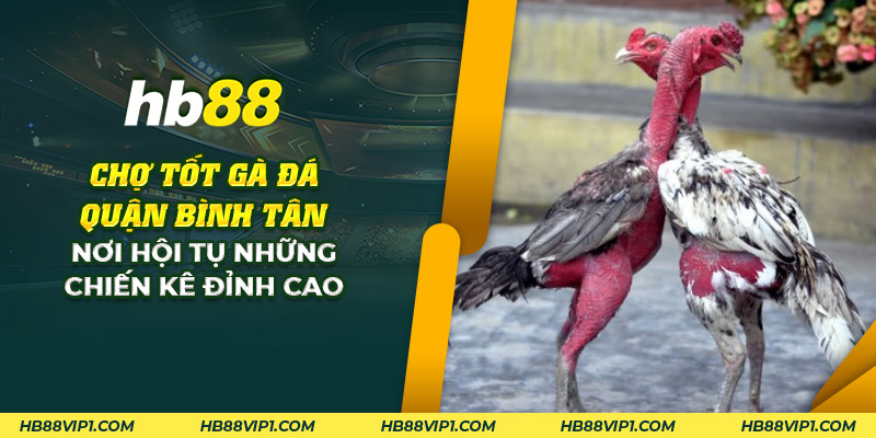 Chợ tốt gà đá quận Bình Tân: Nơi hội tụ chiến kê đỉnh cao 1 25 cho tot ga da quan binh tan noi hoi tu nhung chien ke dinh cao