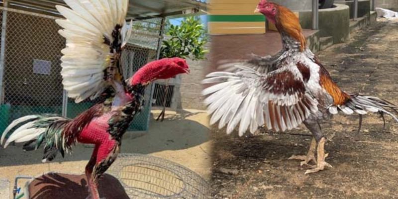 Chợ tốt gà đá quận Bình Tân: Nơi hội tụ chiến kê đỉnh cao 2 Hướng dẫn tìm kiếm gà đá chất lượng tại Chợ tốt gà đá