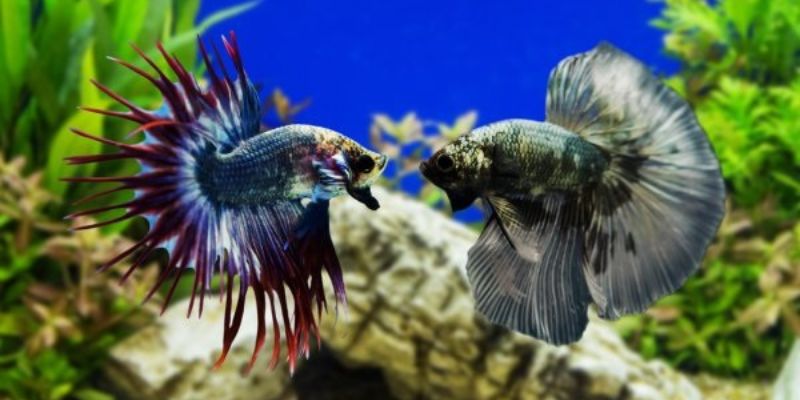 Nằm mơ thấy cá đánh con gì? Giải mã lô đề từ giấc mơ này! 2 Những trường hợp nằm mơ thấy cá thường gặp và cách luận giải