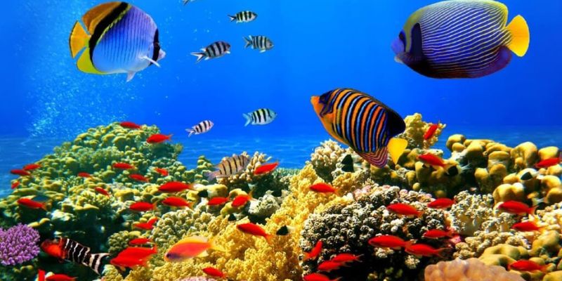 Nằm mơ thấy cá đánh con gì? Giải mã lô đề từ giấc mơ này! 4 Những con số may mắn liên quan đến nằm mơ thấy cá theo từng trường hợp