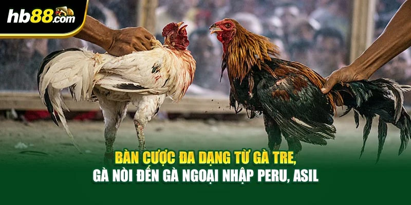 Chơi Đá Gà Trực Tuyến Với Tiền Thưởng Khủng Hàng Đầu Châu Á 5 Bàn cược đa dạng từ gà tre, gà nòi đến gà ngoại nhập Peru, Asil