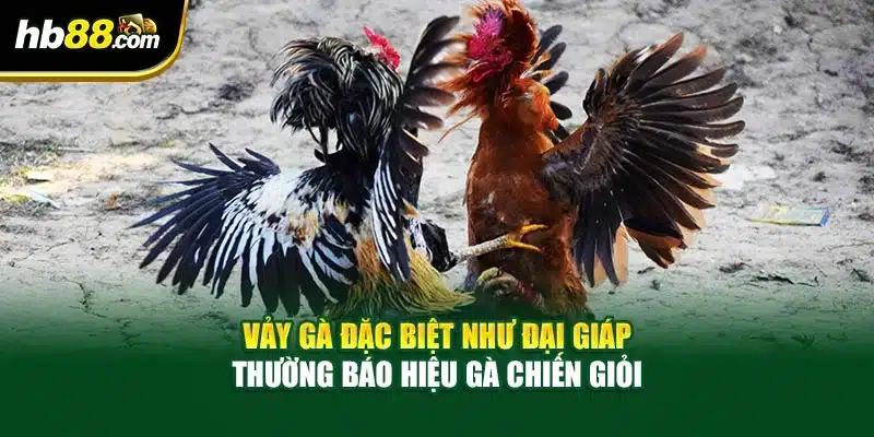 Các Loại Gà Chiến Đá Phổ Biến – Chọn Gà Mạnh Tay, Cược Chuẩn 4 Vảy gà đặc biệt như đại giáp thường báo hiệu gà chiến giỏi