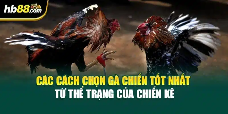 Cách Chọn Gà Chiến Tốt Nhất: Hướng Dẫn Chi Tiết Từ HB88 4 Các cách chọn gà chiến tốt nhất từ thể trạng của chiến kê