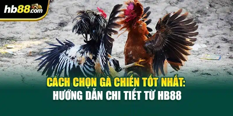 Cách Chọn Gà Chiến Tốt Nhất: Hướng Dẫn Chi Tiết Từ HB88 1 Cách Chọn Gà Chiến Tốt Nhất: Hướng Dẫn Chi Tiết Từ HB88