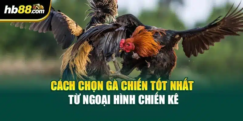 Cách Chọn Gà Chiến Tốt Nhất: Hướng Dẫn Chi Tiết Từ HB88 3 Cách chọn gà chiến tốt nhất từ ngoại hình chiến kê