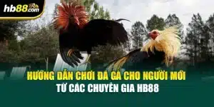 Hướng Dẫn Chơi Đá Gà Cho Người Mới Từ Các Chuyên Gia HB88