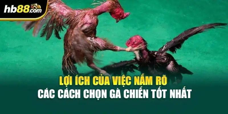 Cách Chọn Gà Chiến Tốt Nhất: Hướng Dẫn Chi Tiết Từ HB88 2 Lợi ích của việc nắm rõ các cách chọn gà chiến tốt nhất