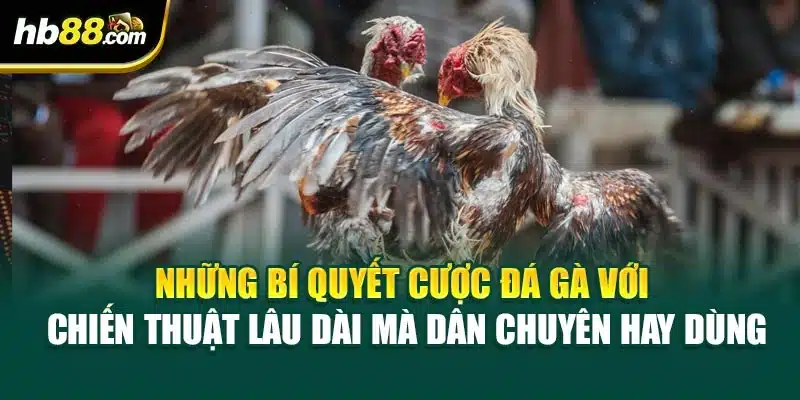 Bí Quyết Cược Đá Gà Với Chiến Thuật Lâu Dài Tại HB88 4 Những bí quyết cược đá gà với chiến thuật lâu dài mà dân chuyên hay dùng