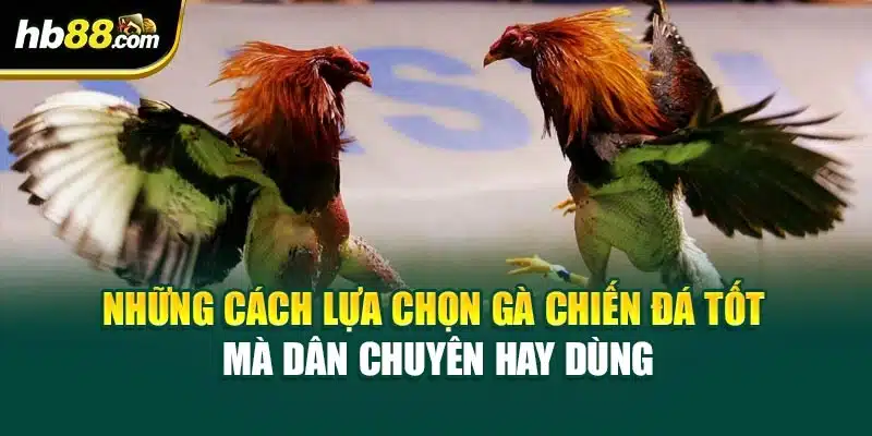 Cách Lựa Chọn Gà Chiến Đá Tốt Nhất 2025 – Bí Quyết Từ HB88 3 Những cách lựa chọn gà chiến đá tốt mà dân chuyên hay dùng