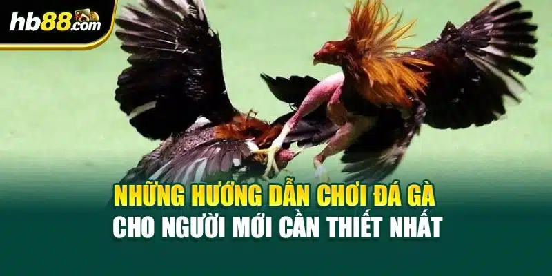 Hướng Dẫn Chơi Đá Gà Cho Người Mới Từ Các Chuyên Gia HB88 3 Những hướng dẫn chơi đá gà cho người mới cần thiết nhất