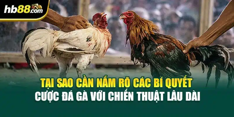 Bí Quyết Cược Đá Gà Với Chiến Thuật Lâu Dài Tại HB88 3 Tại sao cần nắm rõ các bí quyết cược đá gà với chiến thuật lâu dài