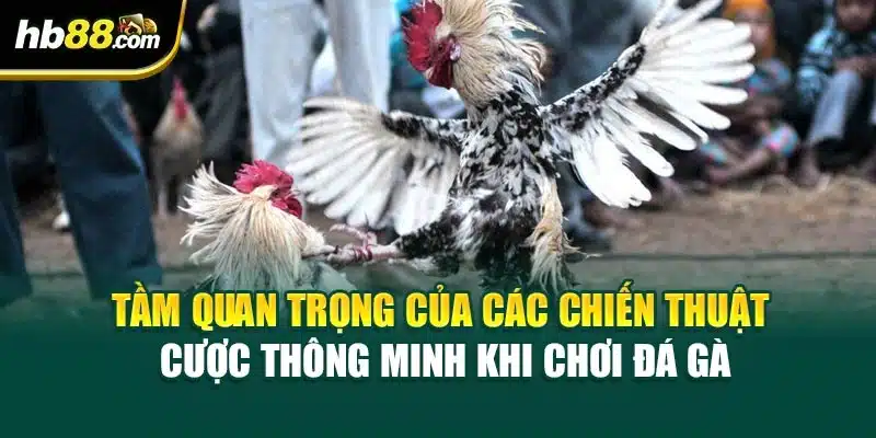 Chiến Thuật Cược Thông Minh Khi Chơi Đá Gà Từ Cao Thủ HB88 4 Tầm quan trọng của các chiến thuật cược thông minh khi chơi đá gà