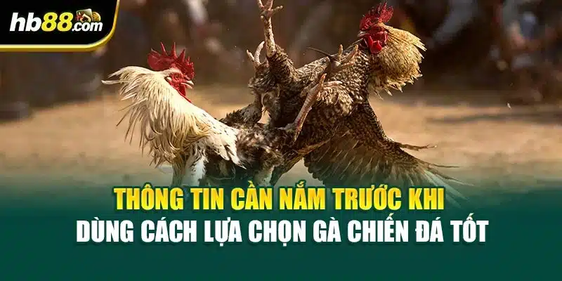 Cách Lựa Chọn Gà Chiến Đá Tốt Nhất 2025 – Bí Quyết Từ HB88 2 Thông tin cần nắm trước khi dùng cách lựa chọn gà chiến đá tốt