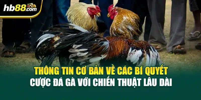 Bí Quyết Cược Đá Gà Với Chiến Thuật Lâu Dài Tại HB88 2 Thông tin cơ bản về các bí quyết cược đá gà với chiến thuật lâu dài