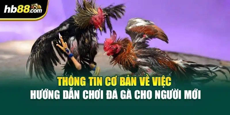 Hướng Dẫn Chơi Đá Gà Cho Người Mới Từ Các Chuyên Gia HB88 2 Thông tin cơ bản về việc hướng dẫn chơi đá gà cho người mới